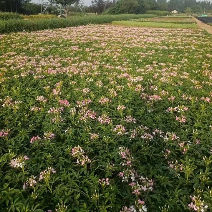 醉蝶花