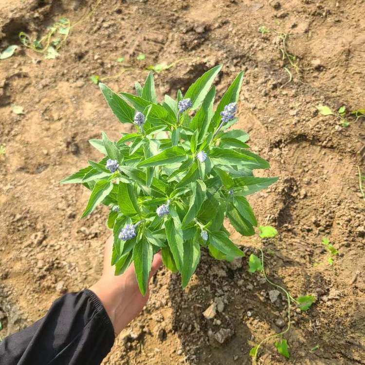 宿根鼠尾草