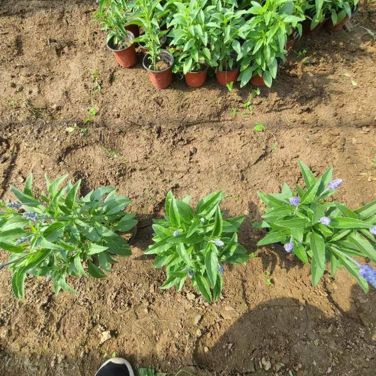 宿根鼠尾草