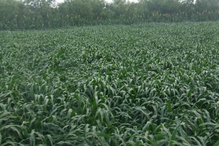 墨西哥玉米草