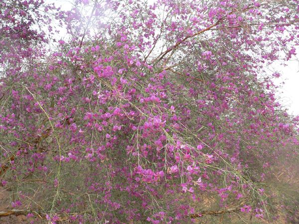 è±æ£å¾ç