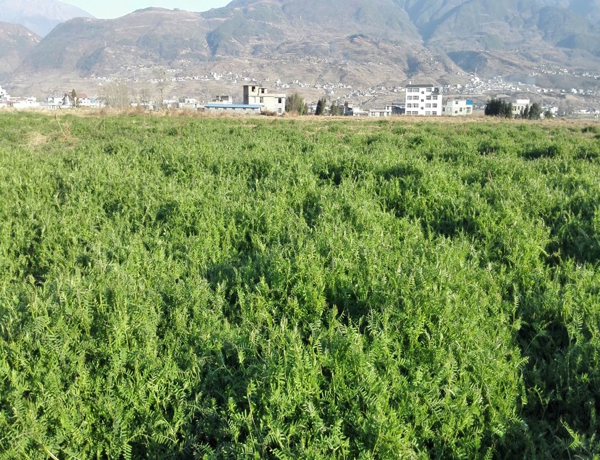 紫花苕种子图片