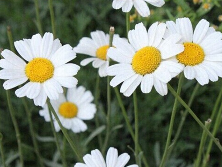 除虫菊