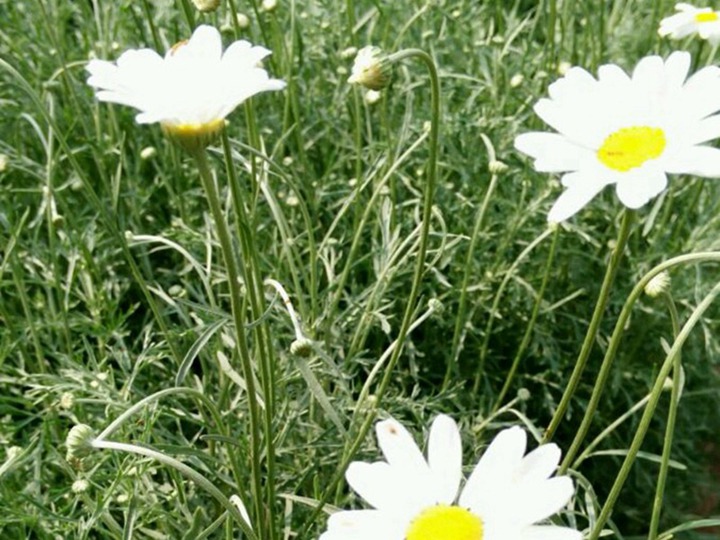 除虫菊