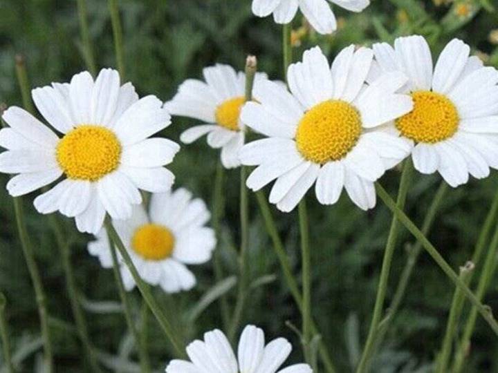 除虫菊