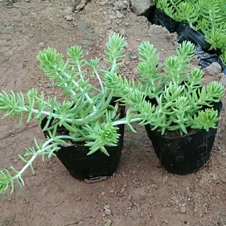 佛甲草