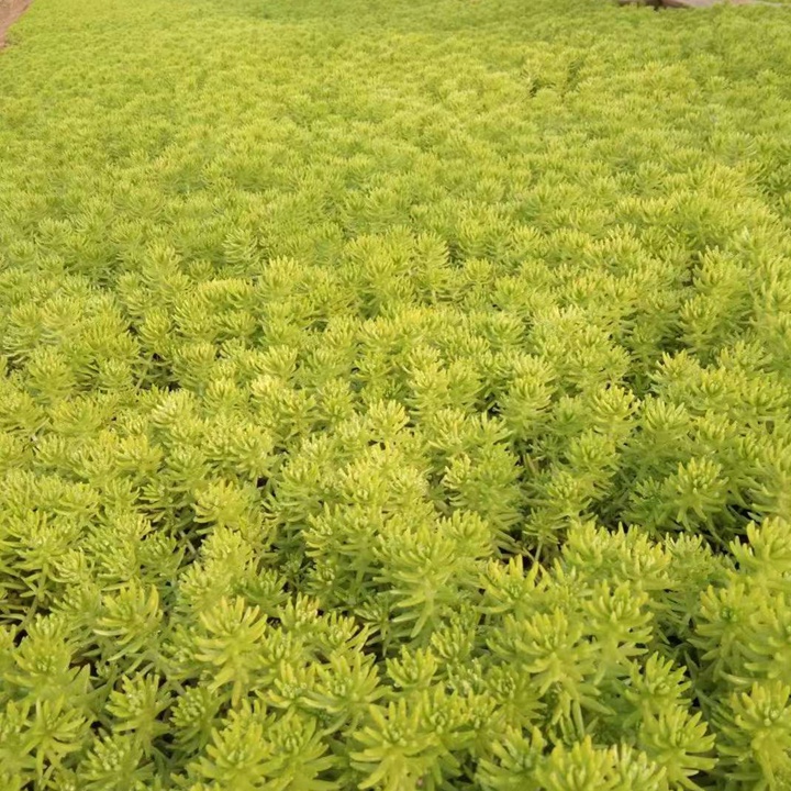 佛甲草