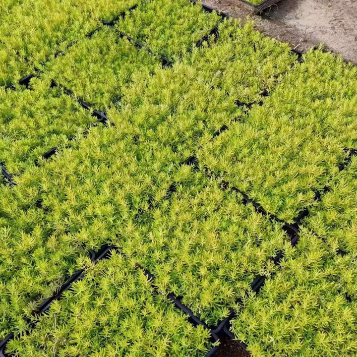佛甲草
