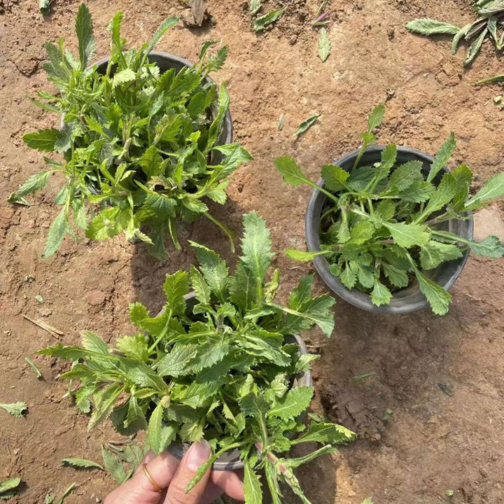 马鞭草