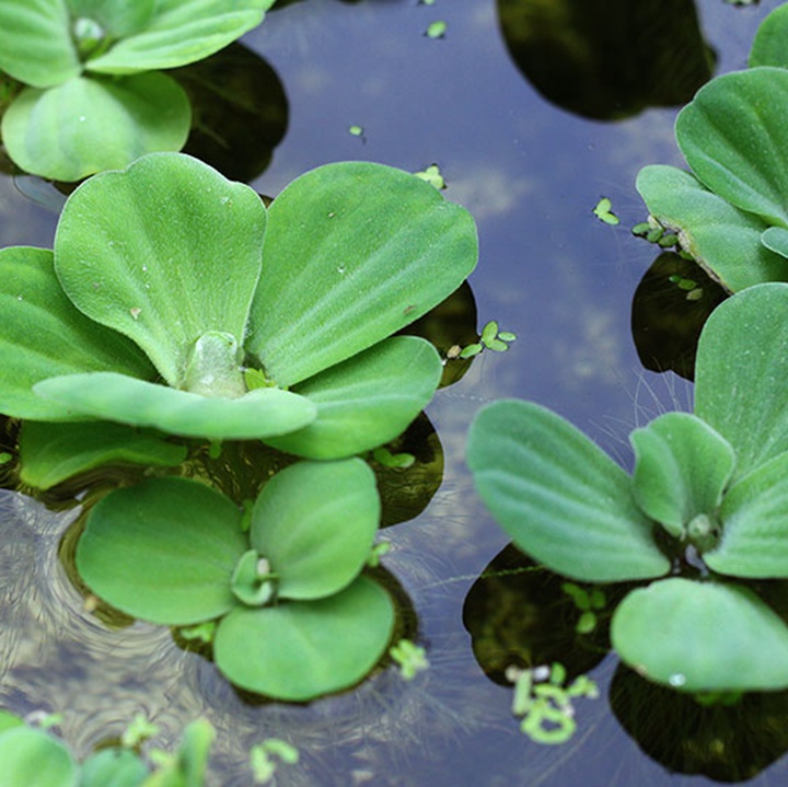 水芙蓉