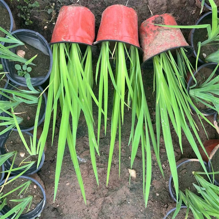 水生鸢尾