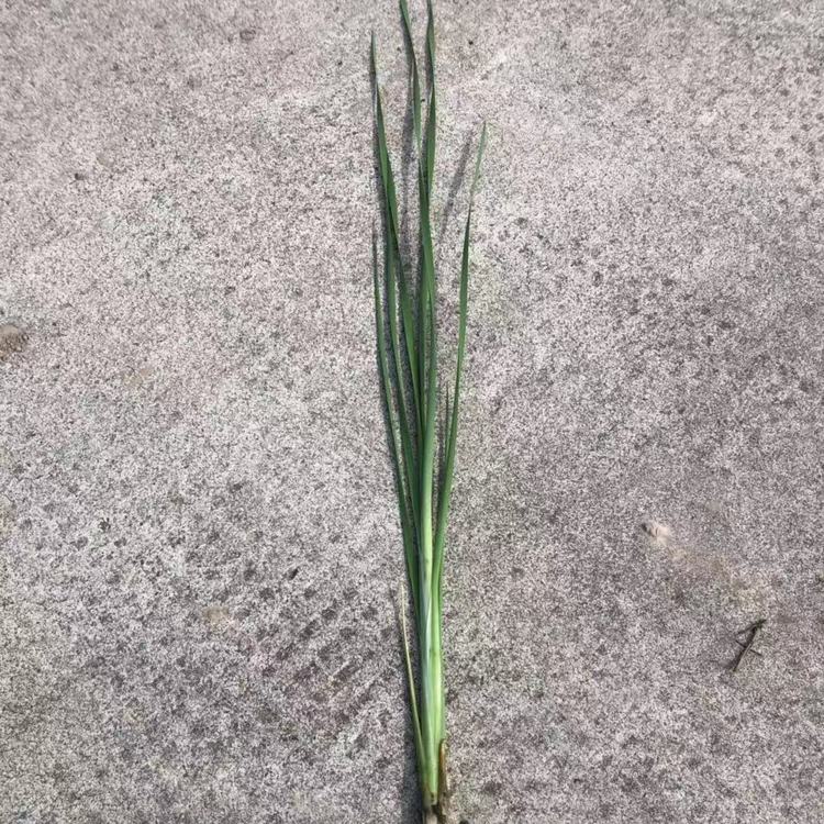 小香蒲