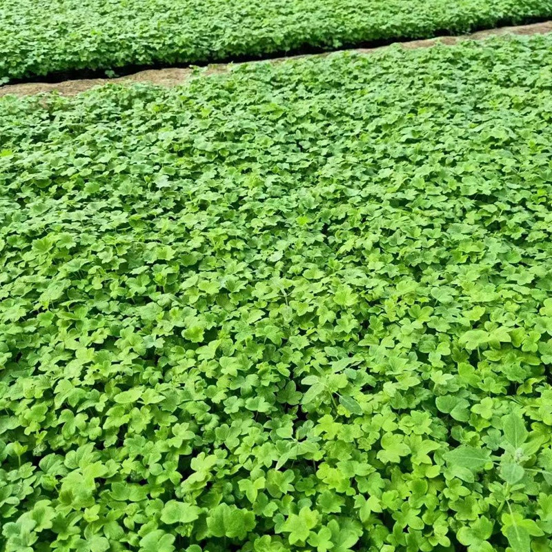 飞燕草