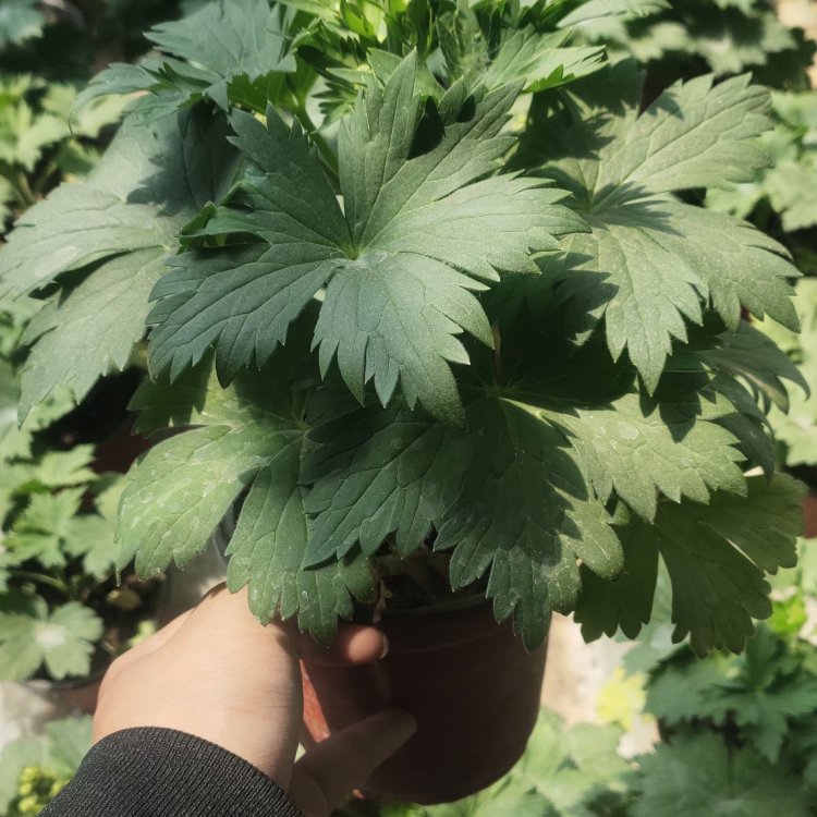 飞燕草