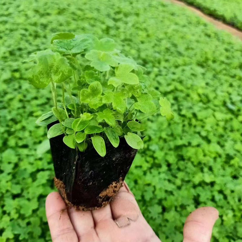 飞燕草