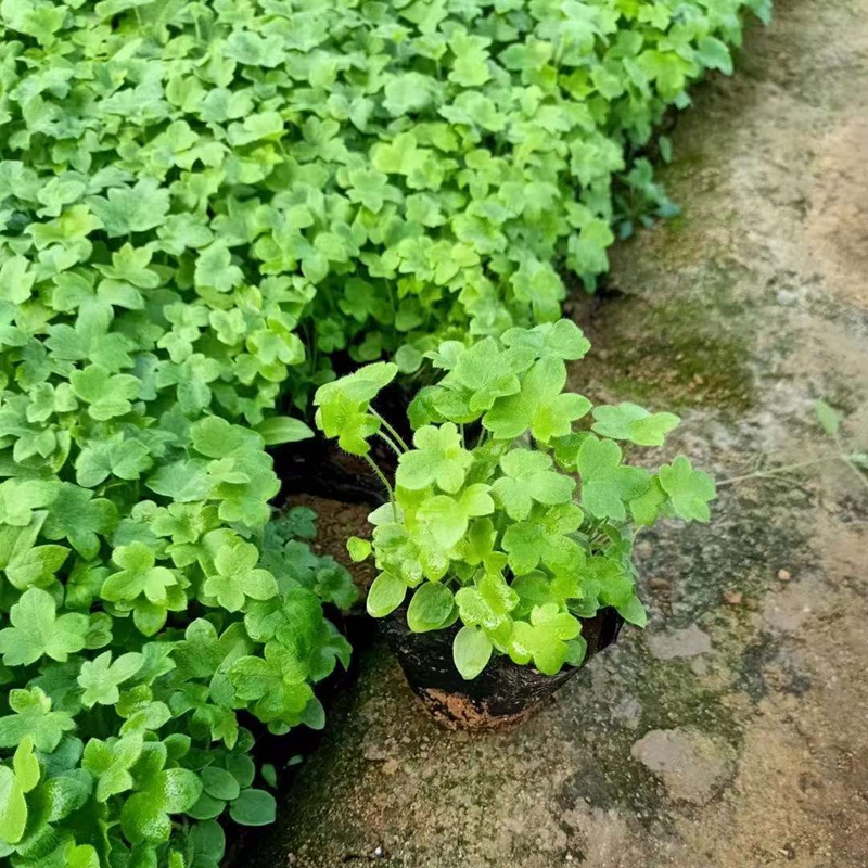 飞燕草