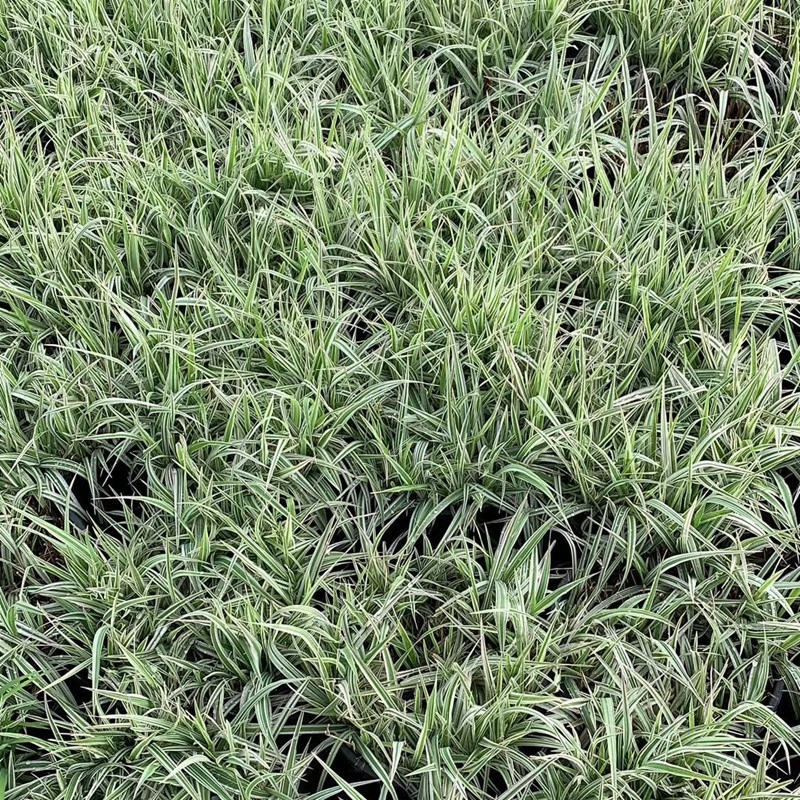 玉带草