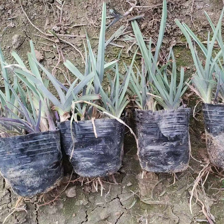 紫露草