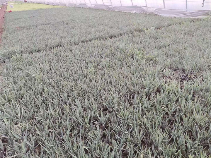紫露草