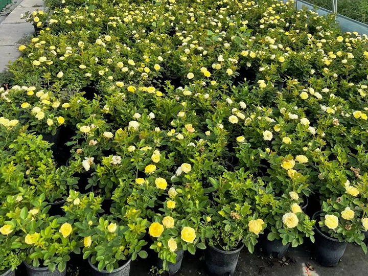 1649403736813056.jpg mmexport1627604068803.jpg