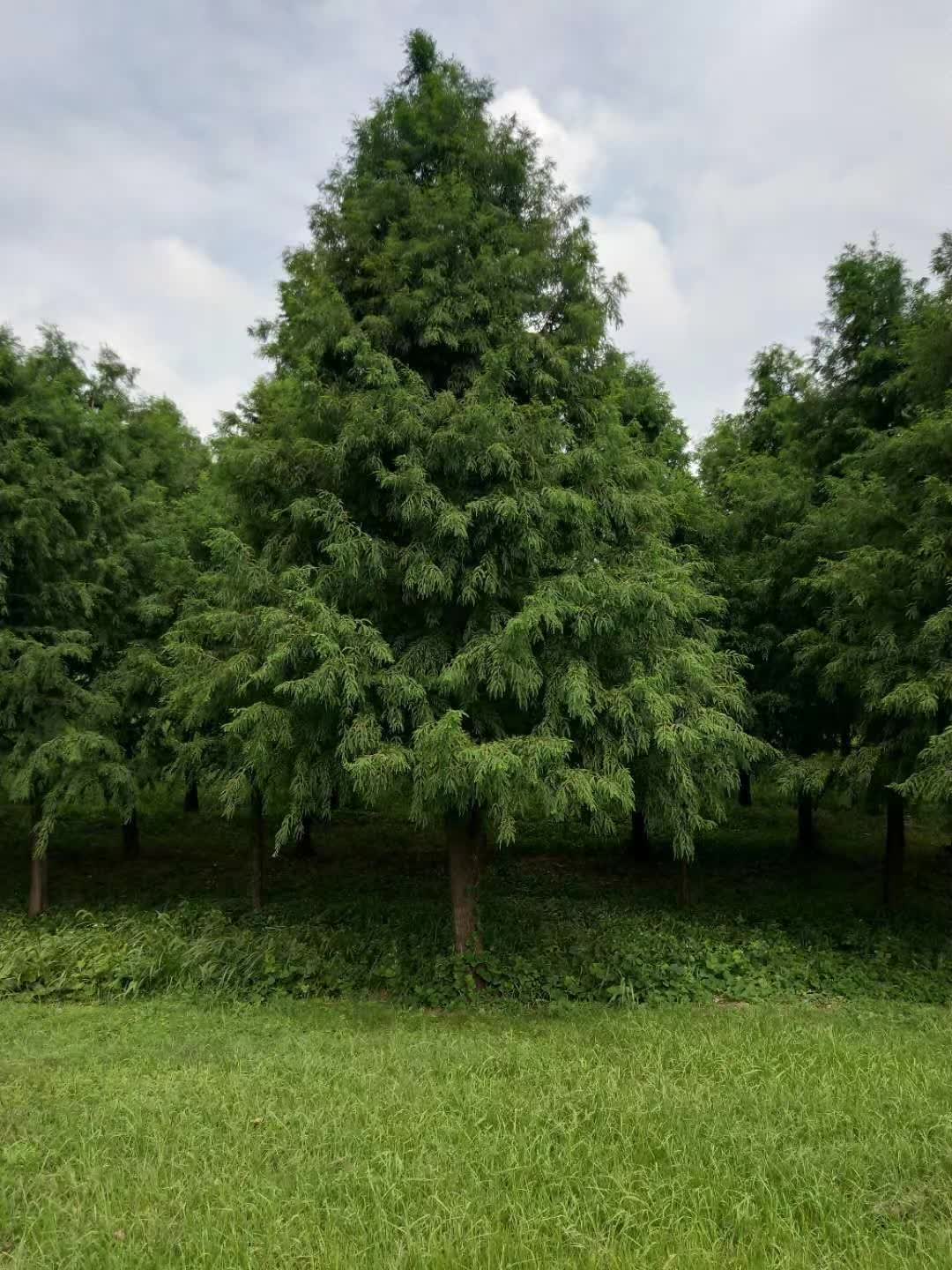 落羽杉
