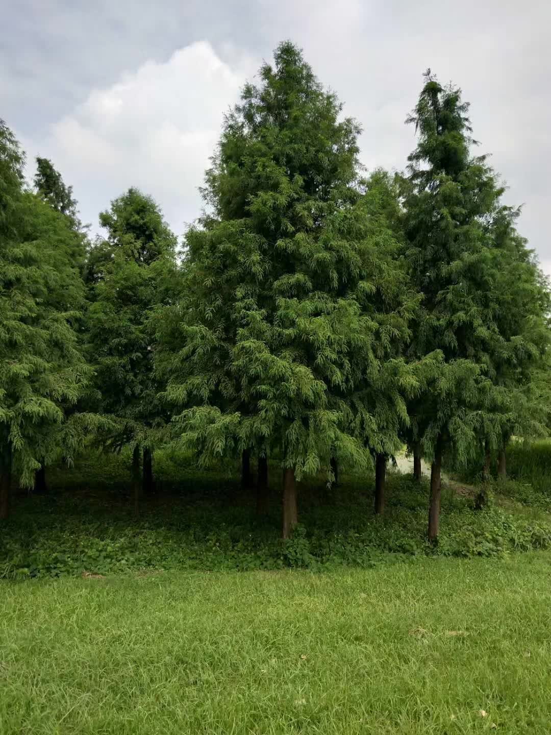 落羽杉