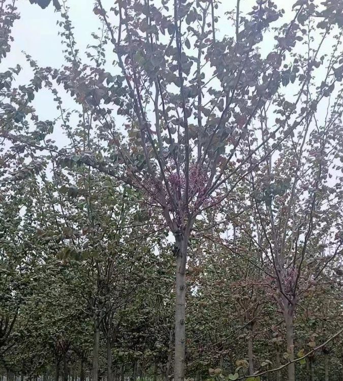 巨紫荆