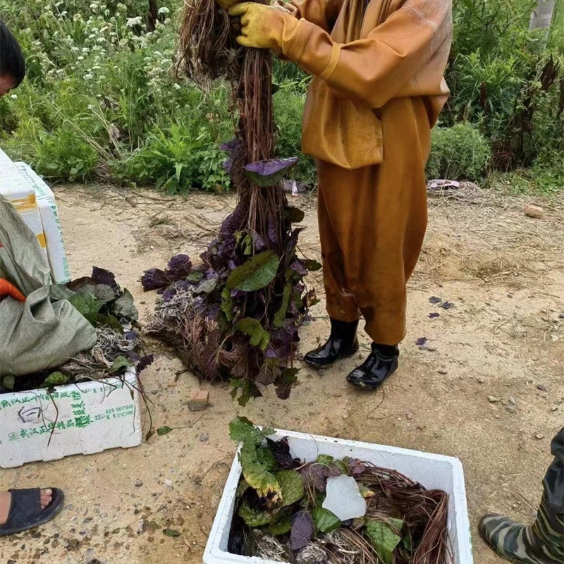 芡实