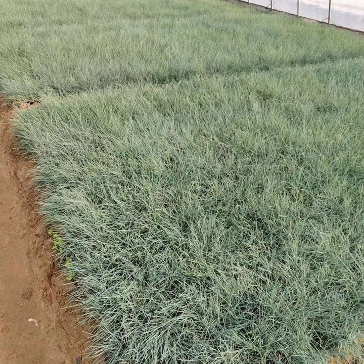蓝羊茅