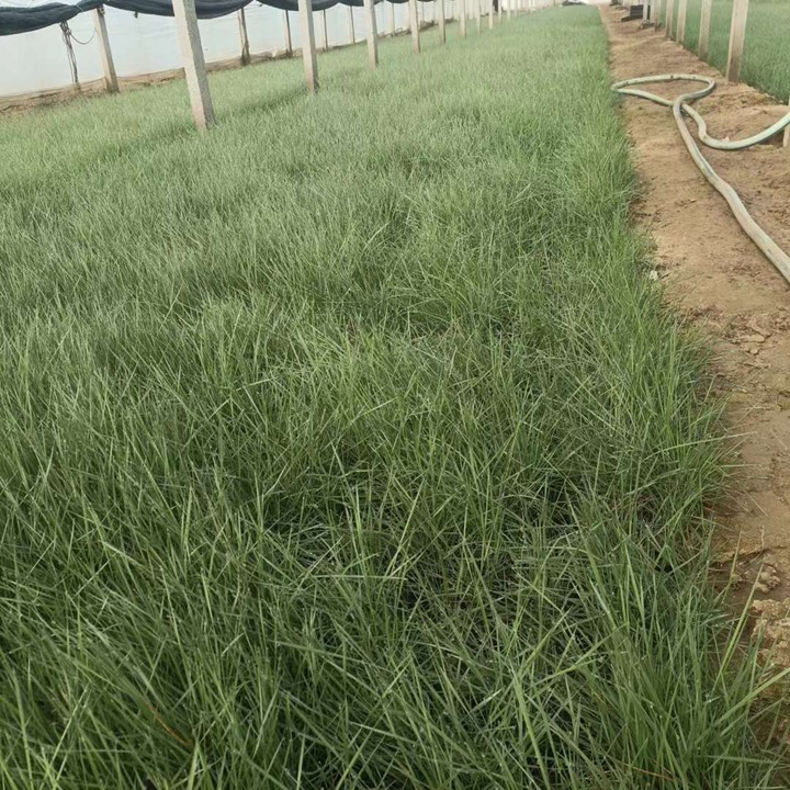粉黛乱子草