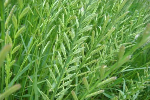 多花黑麦草2.jpg