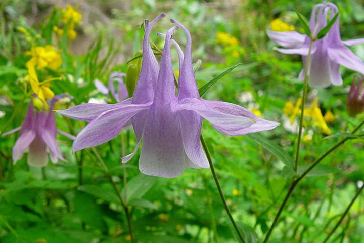 大花耧斗菜