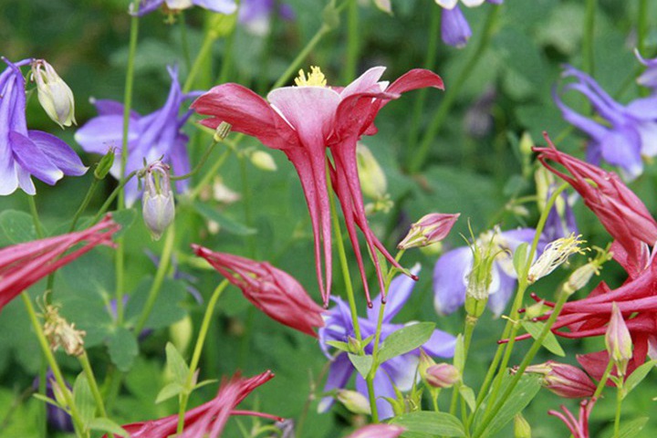 大花耧斗菜