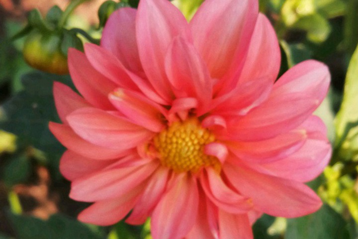 大丽花