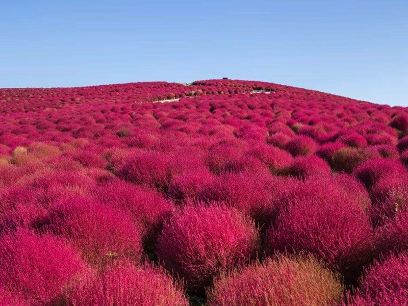 地肤