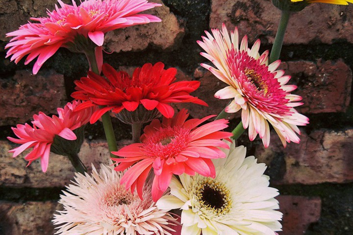 非洲菊