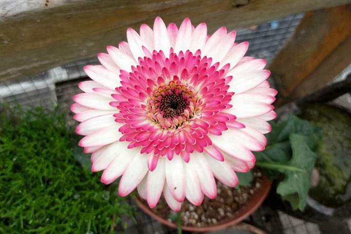 非洲菊