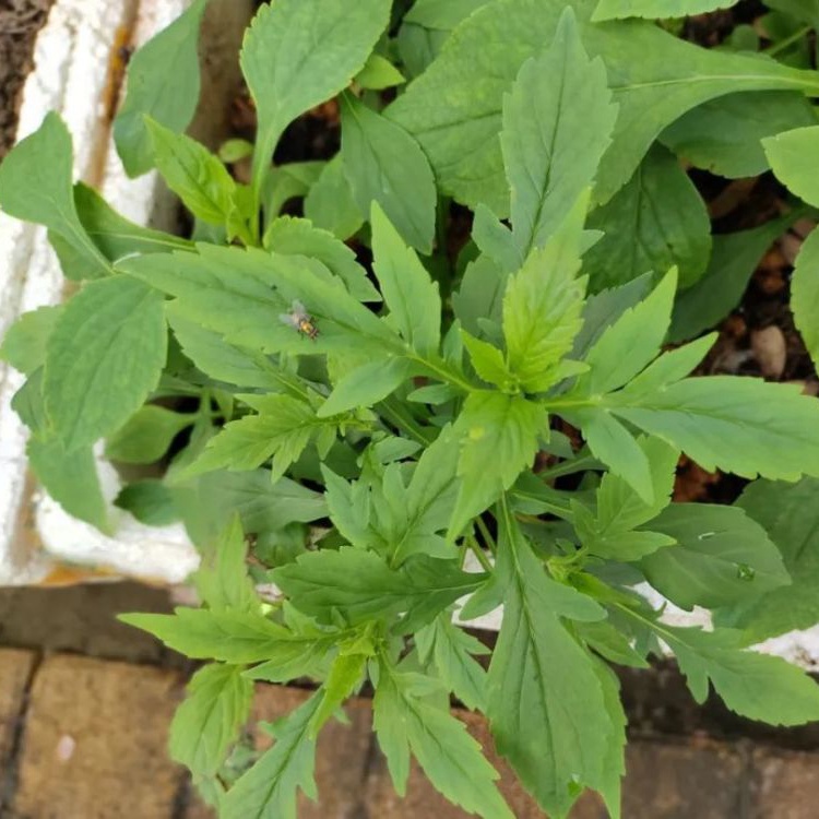 败酱草