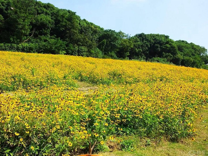 黑心菊