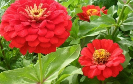 1630471540867031.jpg image.jpg