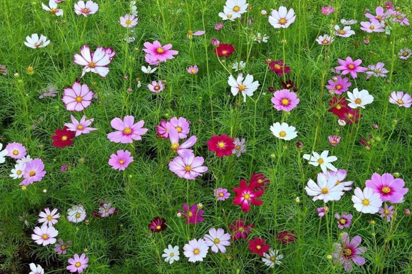 1647131901735703.jpeg 波斯菊2.jpeg