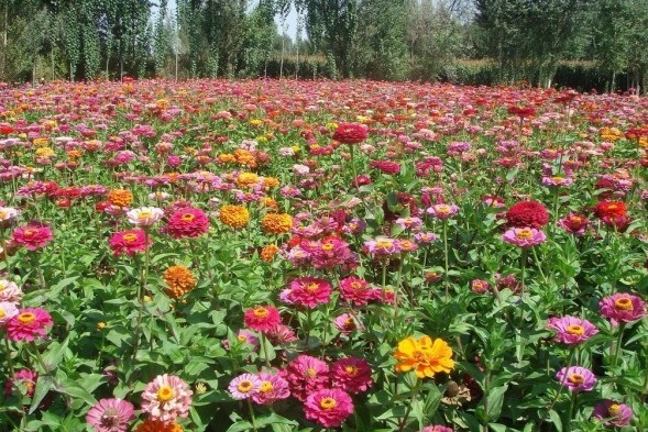 1630471553704155.jpg image.jpg