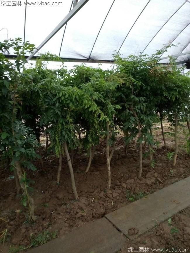 凌霄花耐阴吗