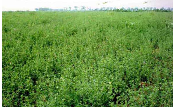 1627124724931549.jpg image.jpg