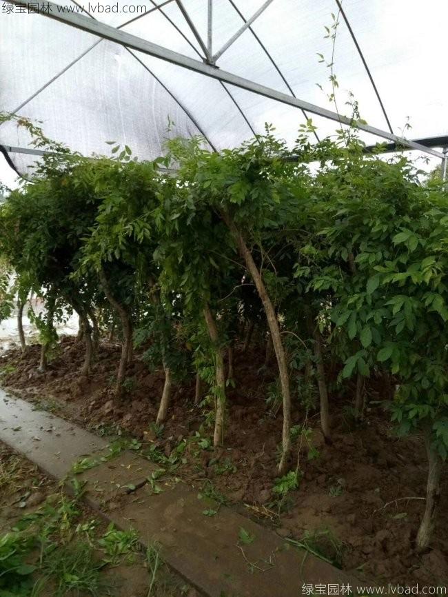 凌霄花耐阴吗