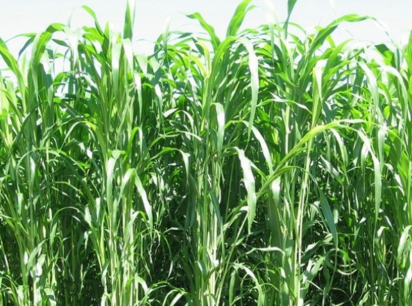 1628580449304967.jpg image.jpg