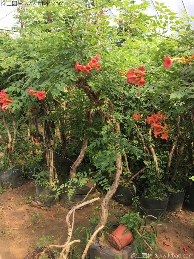 凌霄花耐阴吗