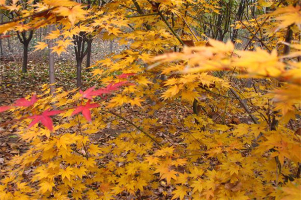 枫树.jpg 枫树.jpg