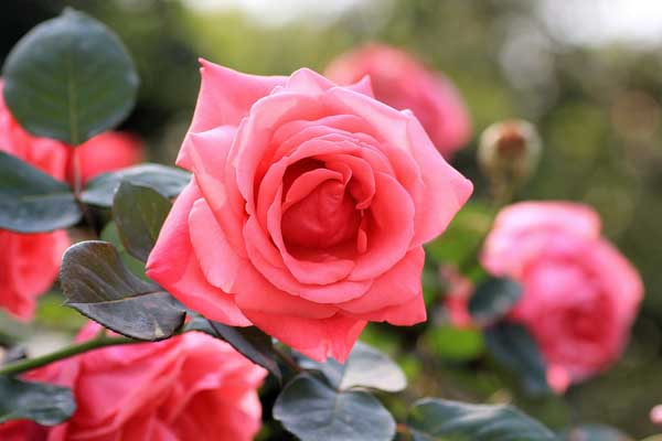 1647131912208872.jpeg 月季3.jpeg