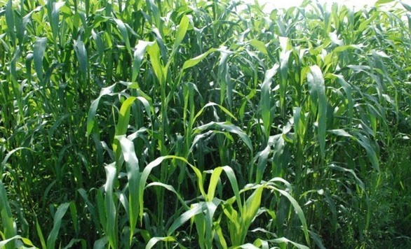 1628580457547561.jpg image.jpg